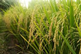 Image result for Oryza