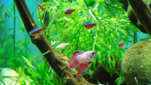 The 5 Best Betta Tank Mates