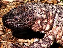 Until fairly recently, only the gila monster & mexican beaded lizard were considered to be venomous. Mexican Beaded Lizard The Dallas World Aquarium