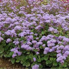 Pin On Annuals A To Z