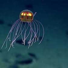 32 2b Begenme 579 Yorum Instagram Da Discover Ocean Discoverocean It S Hard To Believe This Glowin Beautiful Sea Creatures Jellyfish Deep Sea Creatures
