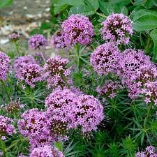 Bluhende Bodendecker Diese 20 Pflanzen Sorgen Fur Herrliche Blutenpracht Im Garten Pflanzen Bodendecker Unkraut Im Garten