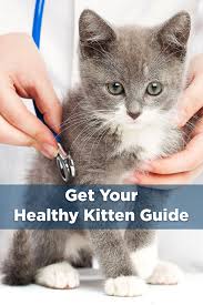 New Kitten We Can Help In 2020 Cute Cats And Kittens Cute Funny Animals Cute Baby Animals