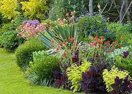 Light up your garden with flowers in winter! Planning Your Garden In Winter Langlands Garden Centre