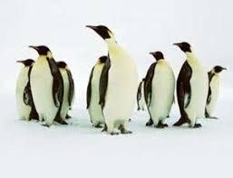 Penguins fast for prolonged periods during breeding seasons; The Last March Of The Emperor Penguins New Scientist