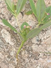 Image result for Polygala arenaria