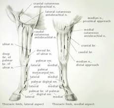 The tibia and fibula are the two long bones of the lower leg.the 7 tarsal bones form the ankle. Regional Anesthesia In Equine Lameness Musculoskeletal System Veterinary Manual