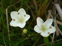 Parnassia Glauca Grass Of Parnassus Grass Buy Seeds Seeds