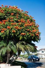 We did not find results for: 15 Flowering Trees Ideas Flowering Trees Plants Tree