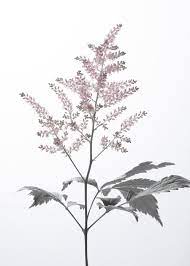 Astilbe C Print Astilbe Flowers Photography Posters And Prints