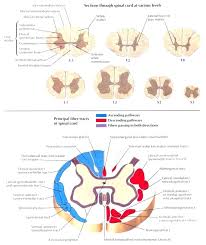 Spine Diagram Chart Schematics Online