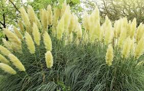 Flowering occurs primarily in late summer. How To Get Rid Of Pampas Grass Permanently Insightweeds