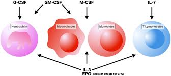 Watch the latest and hottest videos featuring sergio soldi. Frontiers Is There A Role For Hematopoietic Growth Factors During Sepsis Immunology