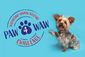 Animal care hospital of waterford. Waterford Animal Welfare Animal Charity Caring For All Animals