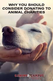 Why You Should Consider Donating To Animal Charities Canine Campus Dog Daycare Boarding Dog Daycare Animal Charities Animals