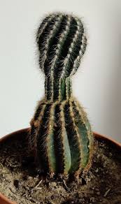 Bonjour tout le monde, je fais appelle à votre savoir pour connaître la cause de mon cactus qui retombe vers le bas. Maladie Des Cactus Causes Traitements Et Preventions Cactus Malade