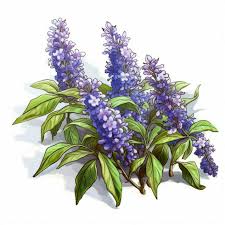 Image result for Vitex thyrsiflora