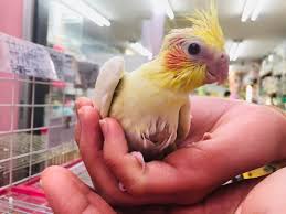 人気のオカメインコ ルチノー 雛 入舎 東京からもほど近い 千葉県 神奈川県 埼玉県でオカメインコ を販売するペットショップ