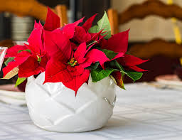 They prefer to be watered by being placed in a basin of bring your poinsettias in when the temperature drops in the fall. Poinsettia Rebloom Keep Your Poinsettia And Get It To Bloom Again Hearth And Vine