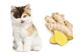 Since it contains a lot of fat, which could contribute to obesity, as well as some carbohydrates, which can lead to diabetes, if fed regularly it could have a negative impact on a cat's health, says rubenstein. Can Cats Eat Ginger Is Ginger Good For Cats