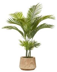 Artificial Flowers Australia Interiors Online Areca Palm Flowers Australia Plant Fungus