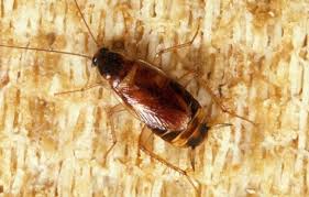 Cockroaches