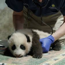 Feel free to explore this world at any time and enjoy every moment of fun! Newly Named Panda Cub Is Still Online As National Zoo Closes Doors The Verge