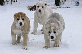 Kurdish Kangal Puppies In The Snow Kangal Dog Alabai Dog Dog Breeds