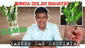Bahaya bunga dolar sempat menjadi pembicaraan hangat melalui pesan berantai yang beredar. Dapat Memicu Kanker Bunga Dolar Sangat Berbahaya Youtube