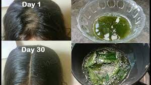 Our ancestors had long realized the let us understand how curry leaves help in maintaining healthy hair, and how we can include them as a part of our hair care routine for healthy hair growth. Homemade Curry Leaves Hair Oil For Double Hair Growth Turn Thin Hair To Thick Hair Get Long Hair Youtube