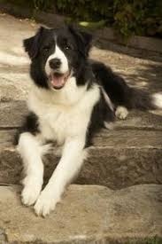 Amazon.com has been visited by 1m+ users in the past month How To Remove Dog Urine Smell From Concrete Cuteness Removing Dog Urine Smell Dog Urine Pet Smell