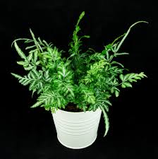 Image result for Pteris