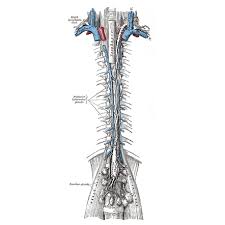 Meaning of mediastinum medical term. Thoracic Duct Radiology Reference Article Radiopaedia Org