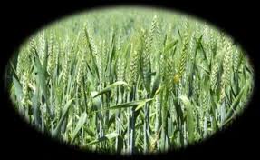 Department of Research Centers 2017 Crop Year