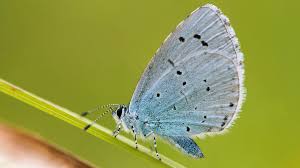 Image result for Celastrina argiolus