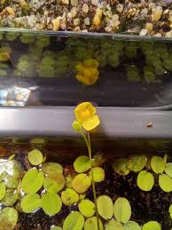 Image result for Utricularia gibba