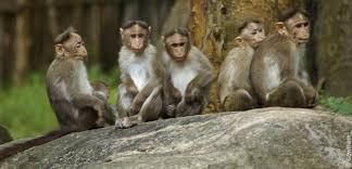 Image result for monkeys