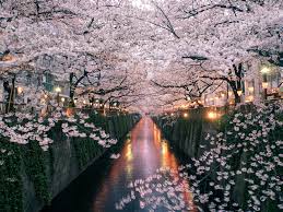 Blossoms are affected by the late frost in colder areas like wisconsin and other states in the upper midwest and the trees do not produce as abundantly as in other areas. The Best Tokyo Neighborhood For Seeing Japan S Cherry Blossoms Conde Nast Traveler