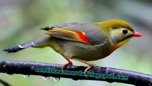 100 Gambar Burung Robin Hd Paling Keren Gambar Id