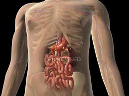 Check spelling or type a new query. Transparent View Of Human Body With Kidneys And Intestines Large Intestines Translucent Stock Photo 174717326