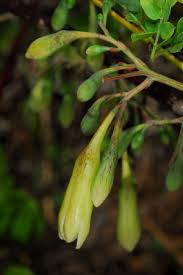 Image result for Adenia digitata