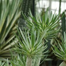 Image result for Kleinia