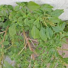 Image result for Amaranthus blitum
