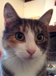 Trop Chou Animaux Trop Mimi Chat
