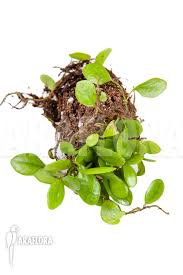 Image result for Melolobium microphyllum