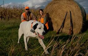 Image result for cuterebriasis in dogs