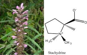 Image result for Leonurus japonicus