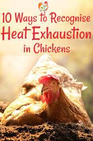 Maybe you would like to learn more about one of these? Heat Exhaustion In Chickens