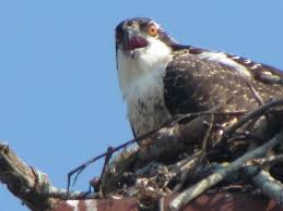 Birds Of Prey Cape Cod Ma David S Nest Waquoit Ma Young Fledgeling Bald Eagle Osprey Animals