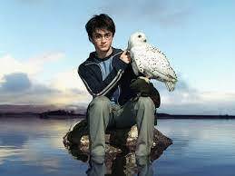 Less than a week ago i fell into book one: Harry Potter Pet Owl Name 1600x1200 Wallpaper Teahub Io